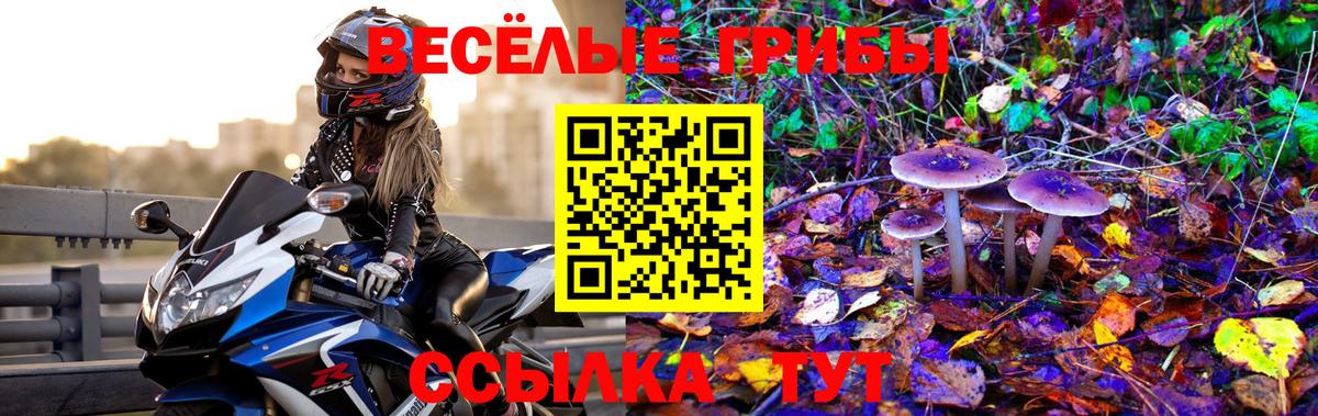 Псилоцибиновые грибы Psilocybe Мичуринск